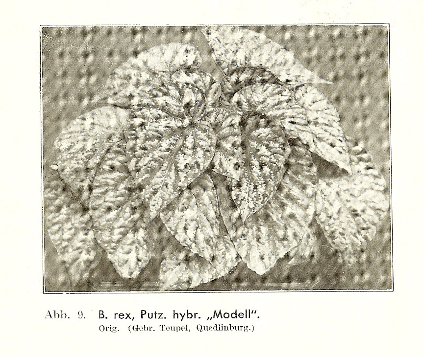 B. ‘Modelle’
